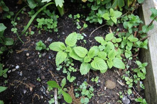 Wyckoff_Exteriors_Garden_012